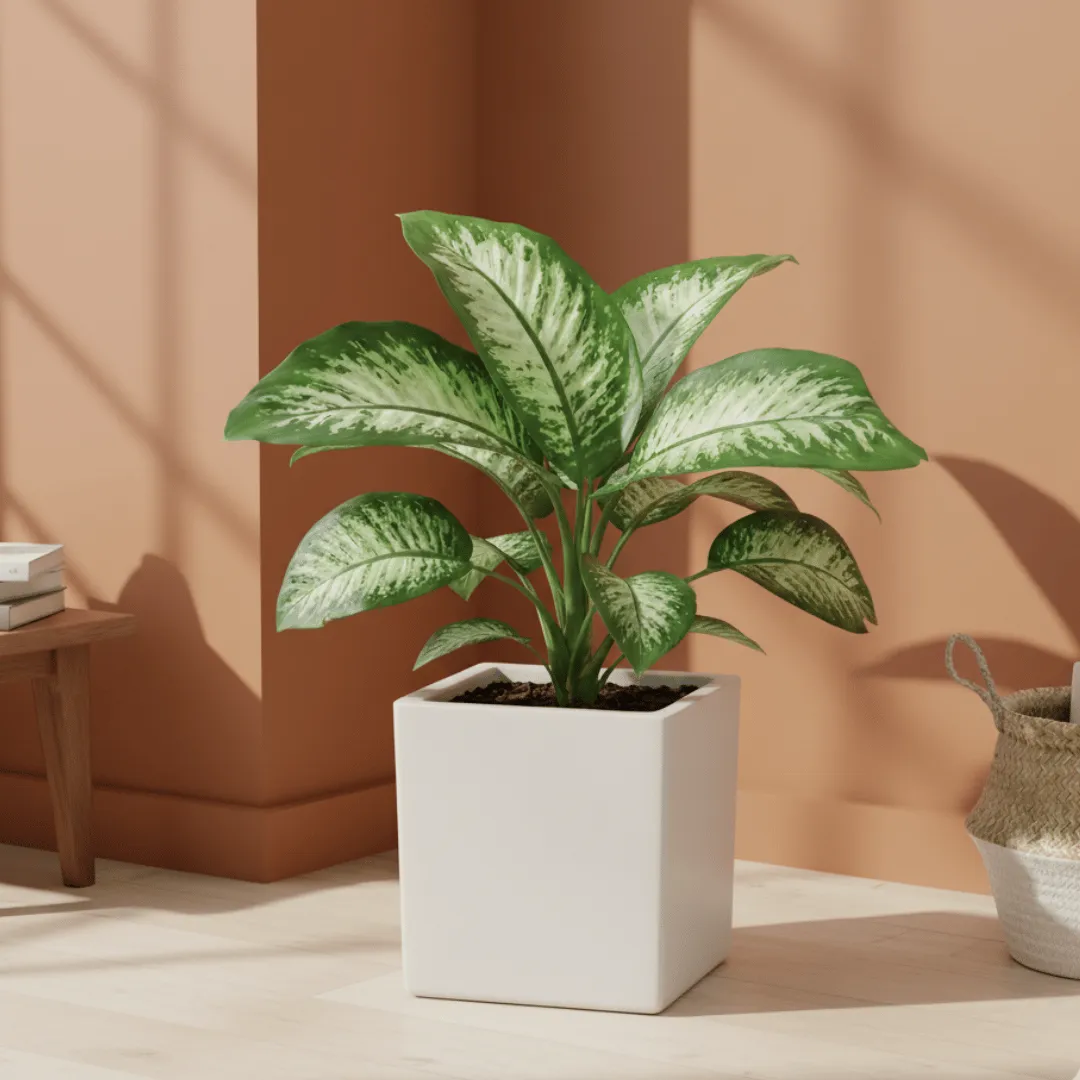 Dieffenbachia in 8 X 8 Inch White Premium Kyvos Fiberglass Planter - Durable large size decoratiive fiber pot for indoor outdoor plants with 5 year warranty