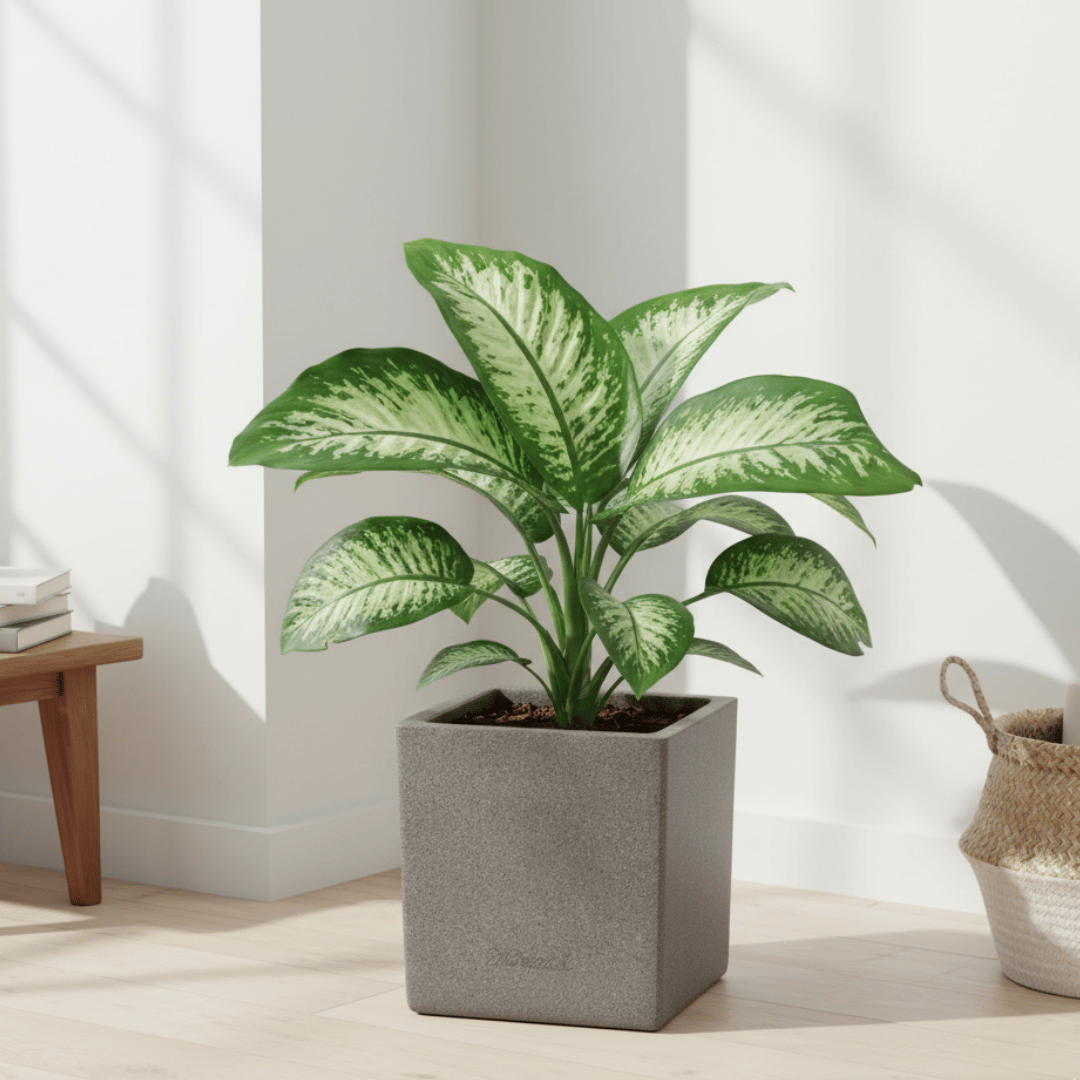 Dieffenbachia in 8 X 8 Inch Grey Premium Kyvos Fiberglass Planter - Durable large size decoratiive fiber pot for indoor outdoor plants with 5 year warranty