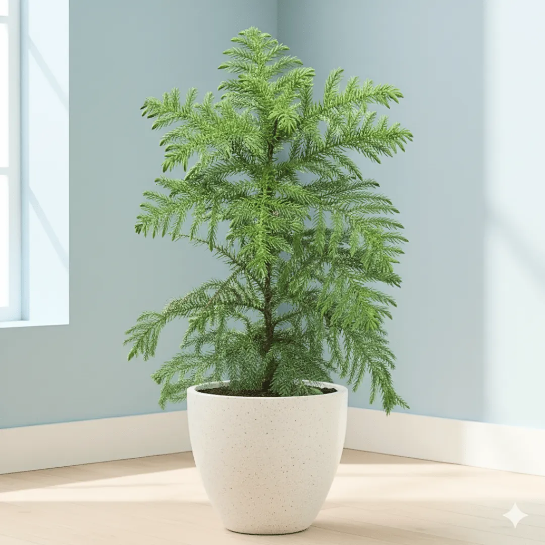 Araucaria / Christmas Tree (~ 3 fT) in 10 X 10 Inch White Premium Convessa Fiberglass Planter - Durable large size decoratiive fiber pot for indoor outdoor plants with 5 year warranty