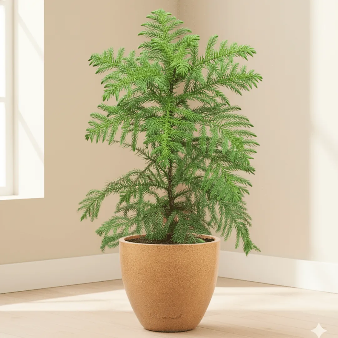 Araucaria / Christmas Tree (~ 3 fT) in 10 X 10 Inch Sandstone Premium Convessa Fiberglass Planter - Durable large size decoratiive fiber pot for indoor outdoor plants with 5 year warranty