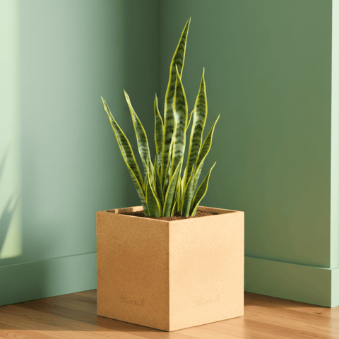 Snake Green Long  (~ 2 Ft) in 8 X 8 Inch Sandstone Premium Kyvos Fiberglass Planter