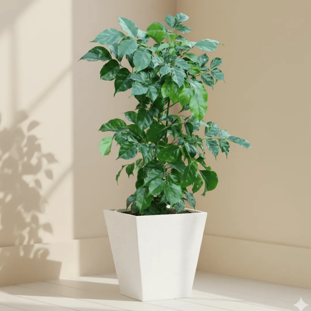 Radermachera / China Doll (~ 4 Ft) in 12 X 12 Inch White Premium Makris Fiberglass Planter - Durable large size decoratiive fiber pot for indoor outdoor plants with 5 year warranty