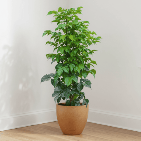 China Doll / Radermachera (~ 2 Ft) in  10 X 10 Inch Sandstone Premium Convessa Fiberglass Planter