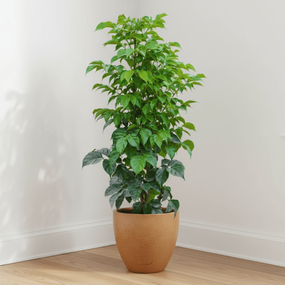 China Doll / Radermachera (~ 2 Ft) in  10 X 10 Inch Sandstone Premium Convessa Fiberglass Planter