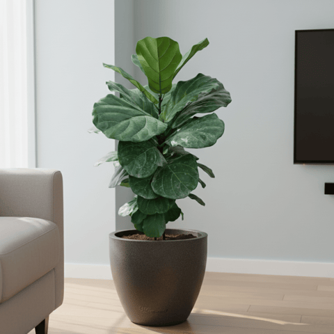 Fiddle Leaf Fig / Ficus Lyrata (~ 2 Ft) 10 X 10 Inch Grey Premium Convessa Fiberglass Planter