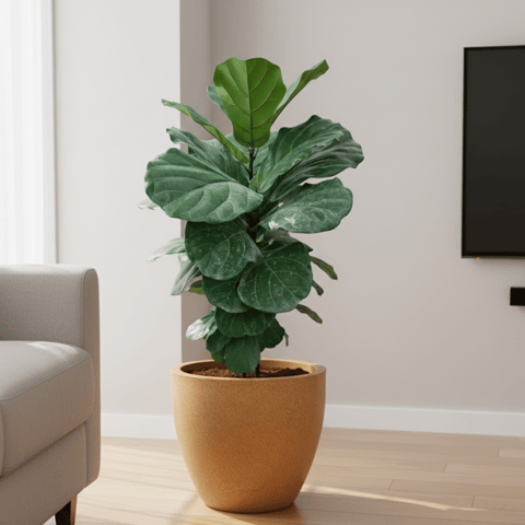 Fiddle Leaf Fig / Ficus Lyrata (~ 2 Ft) 10 X 10 Inch Sandstone Premium Convessa Fiberglass Planter