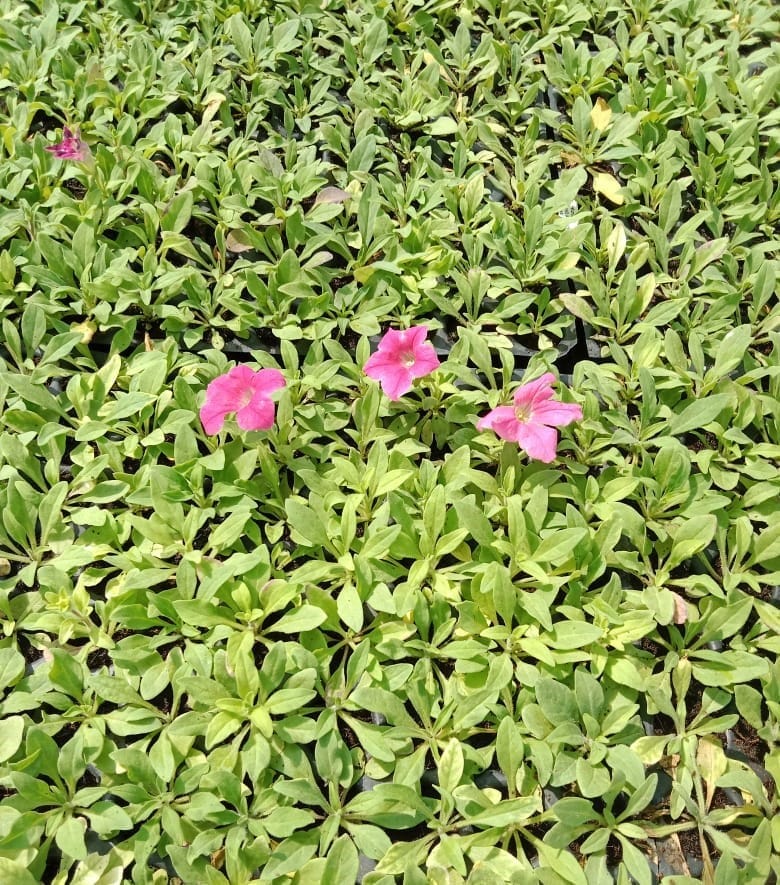 Set of 3 -  Petunia Saplings (Any color) in 4 inch Nursery Bag