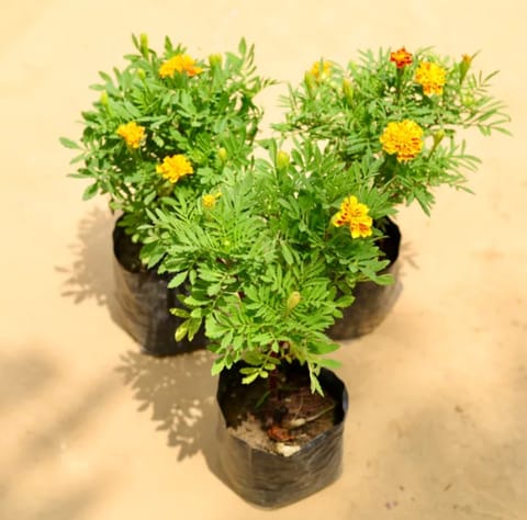 Set of 3 - Marigold (any colour) in 4 Inch Nursery Bag