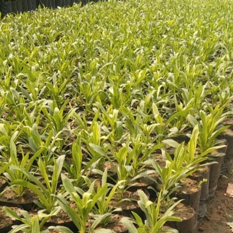 Set of 3 - Dianthus (Any Colour) in 4 Inch Nursery Bag