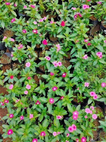 Set of 3 - Vinca / Sadabahar / Periwinkle (Any colour) in 4 Inch Nursery Bag