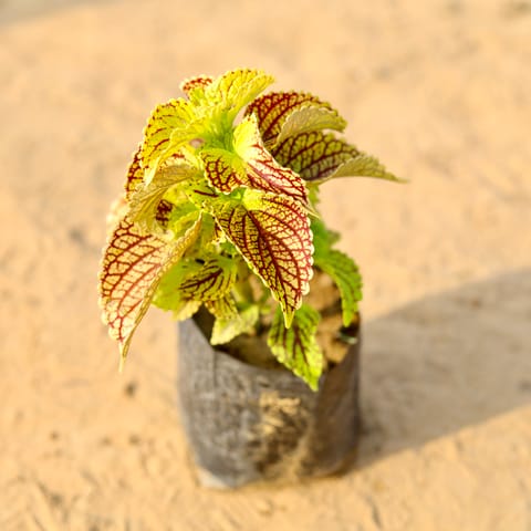 Coleus (any design) in 4 Inch Nursery Bag