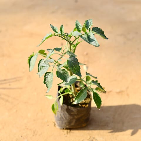 Tomato in 4 Inch Nursery Bag