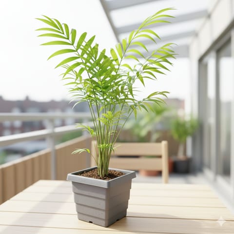 Chameadorea Palm in 4 Inch Grey Premium Orchid Square Plastic Pot