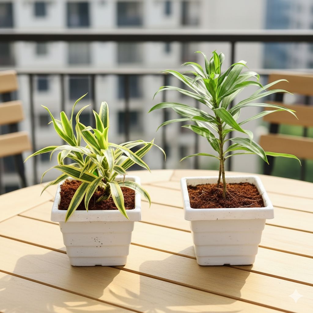 Set of 2 - (Dracaena Messenger and Song of India) in 6 Inch White Marble Premium Orchid Square Plastic Pot