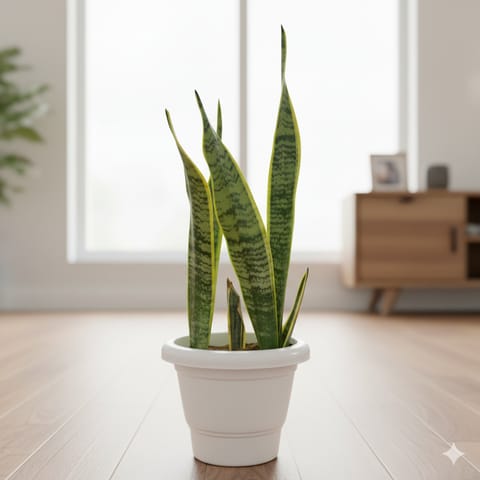 Snake Long in 10 Inch White Classy Plastic Pot