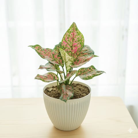 Aglaonema Lady Valentine in 7 Inch White Textured Orchid Round Premium Plastic Pot