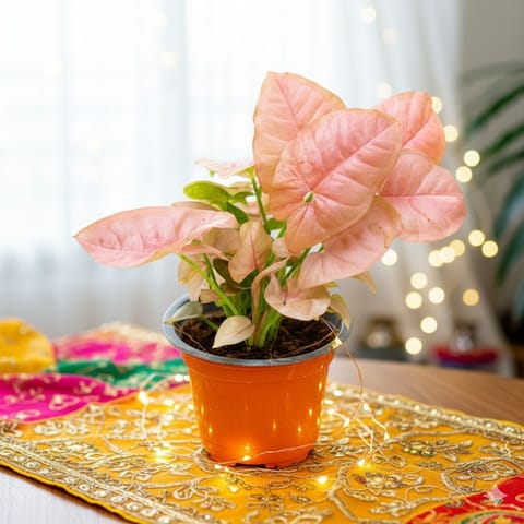 Syngonium Pink in 4 Inch Nursery Pot