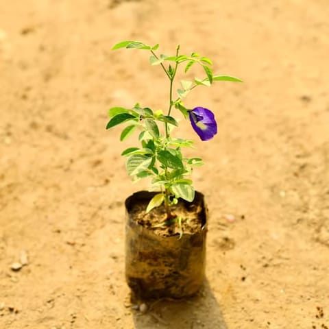 Aparajita (Any Colour) in 4 Inch Nursery Bag
