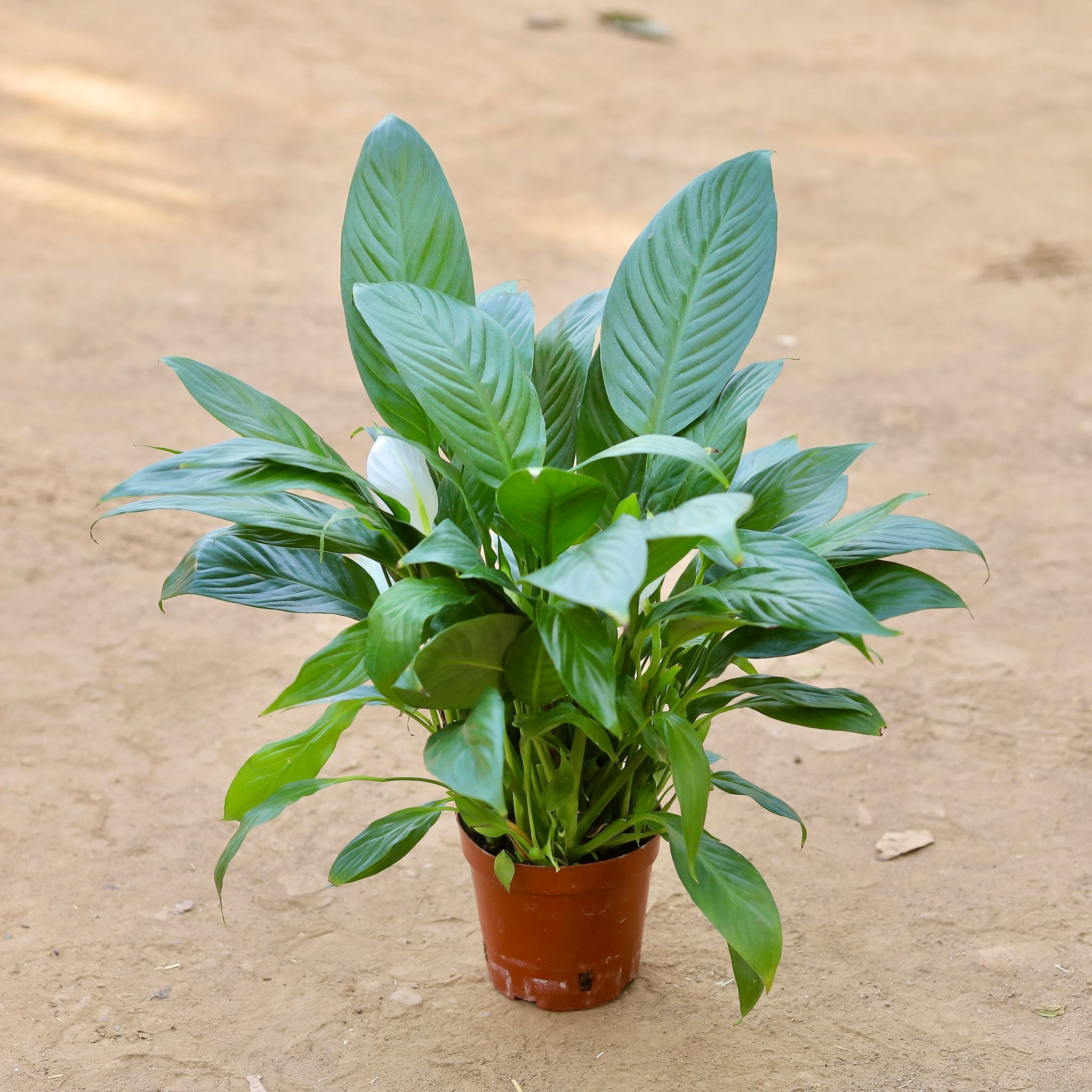 Peace Lily Imported in 6 Inch Nursery Pot