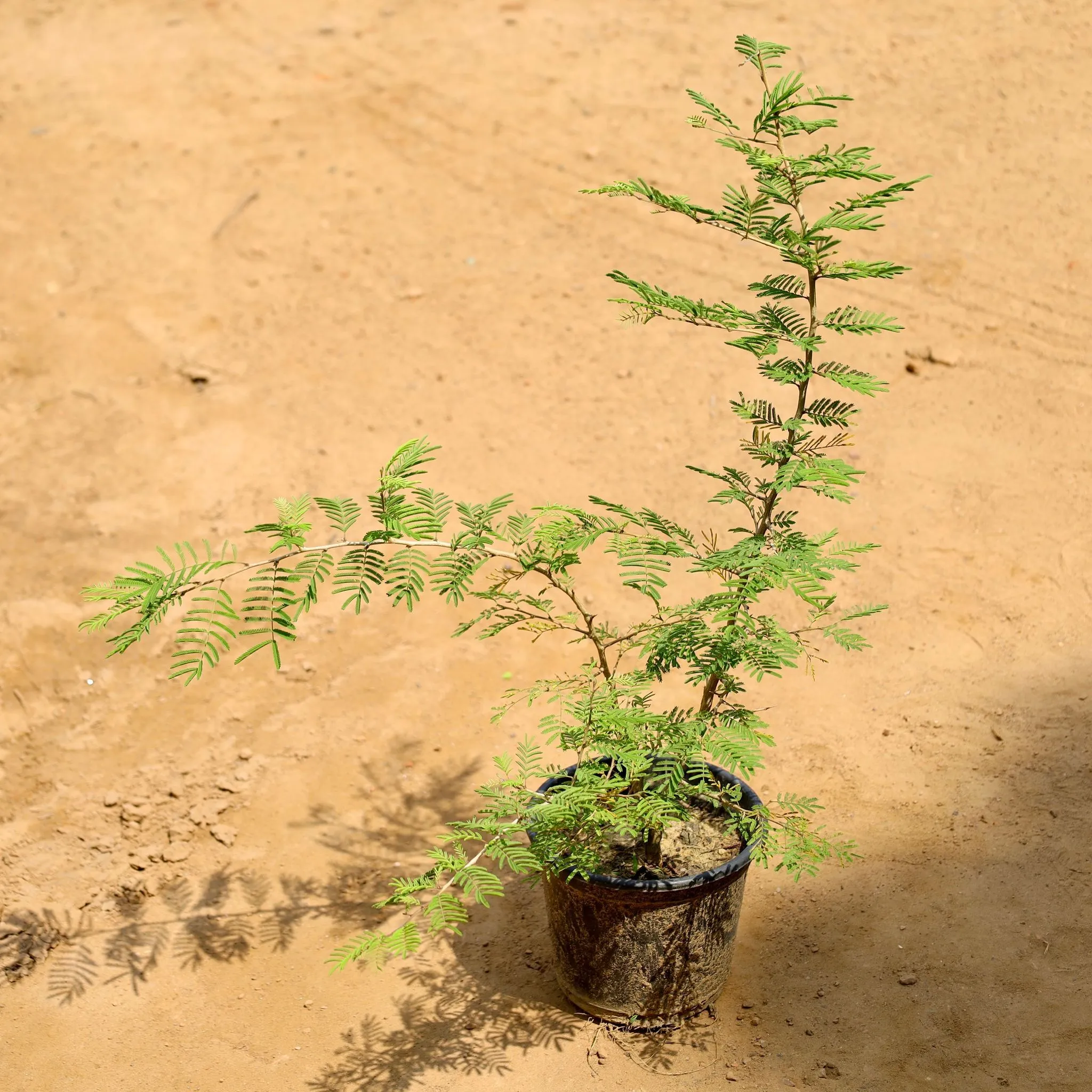 Shami Plant in 6 Inch Nursery Pot