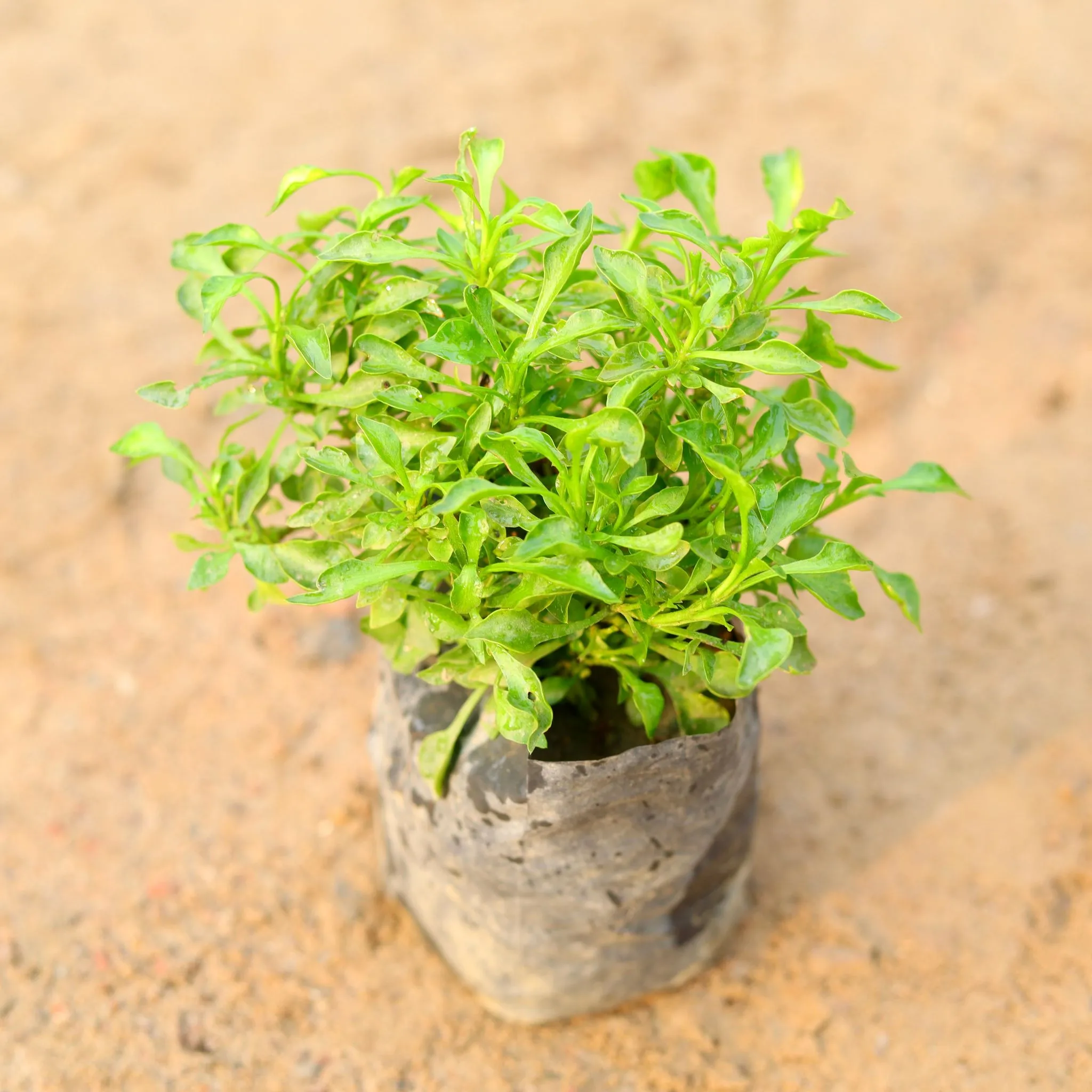 Alternanthera Green in 4 inch Nursery Bag