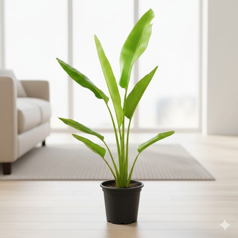 Traveller Palm (~ 3 Ft) in 10 Inch Nursery Pot