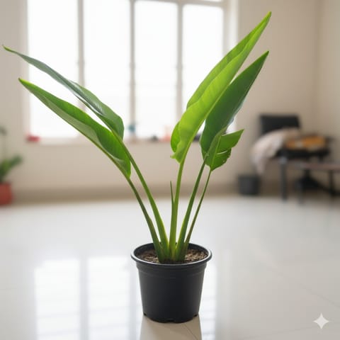 Traveller Palm (~ 3 Ft) in 10 Inch Nursery Pot