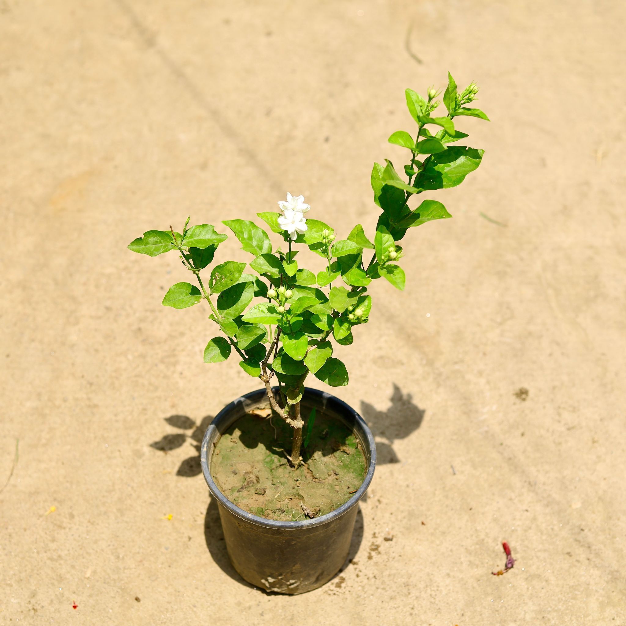 Mogra / Motia Jasmine all season pune variety in 6 Inch Nursery Pot