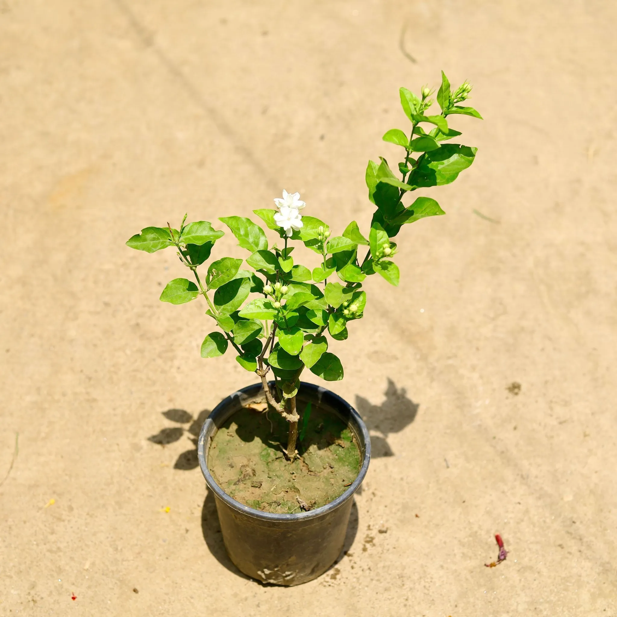 Mogra / Motia Jasmine all season pune variety in 6 Inch Nursery Pot