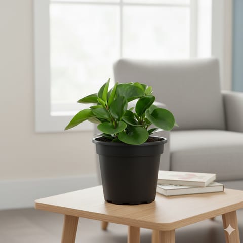 Peperomia / Radiator Plant Green in 4 Inch Nursery Pot
