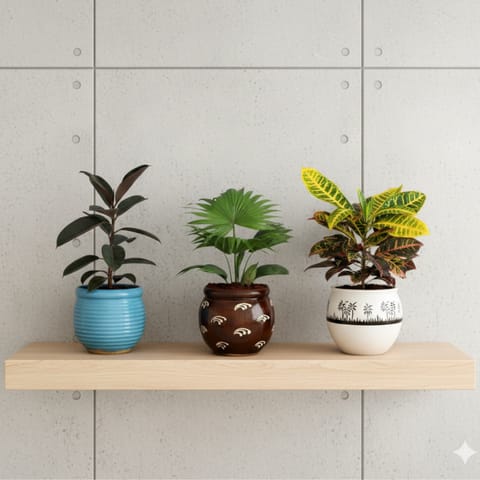 Set of 3 - China / Fan Palm ,Rubber & Croton Petra in 8 Inch Classy Matki Designer Ceramic Pot (any colour & design)