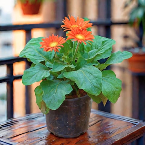 Gerbera (Any Colour) in 5 Inch Nursery Pot