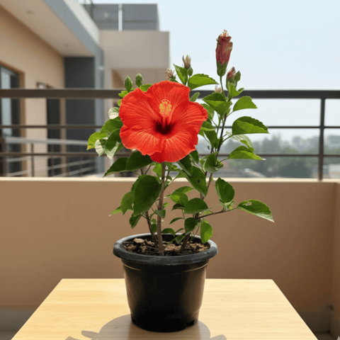 Hibiscus Red in 8 Inch Nursery Pot