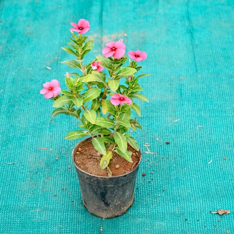 Periwinkle / Sadabahar / Vinca (Any Colour) in 4 Inch Nursery Pot