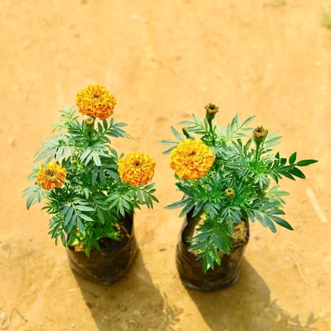 Set of 2 -Marigold / Genda (Any Colour) in 4 Inch Nursery bag