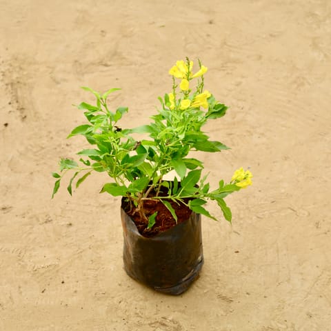 Tecoma Yellow in 6 Inch Nursery Bag