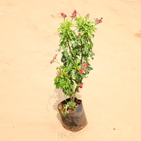 Jatropha / Sunder Rupa in 6 Inch Nursery Bag