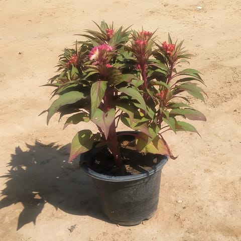 Celosia / Cockscomb (any colour) in 8 Inch Nursery Pot