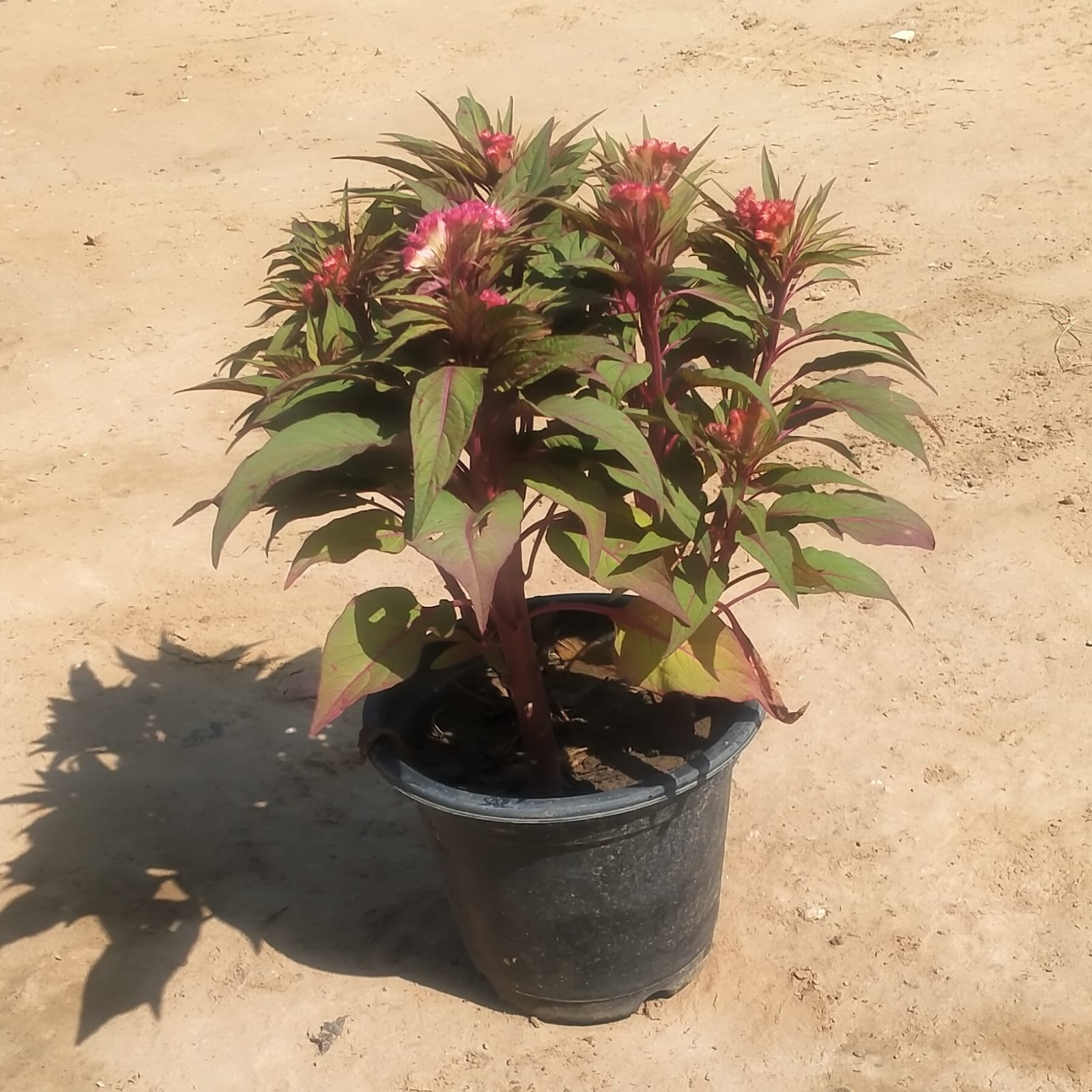 Celosia / Cockscomb (any colour) in 8 Inch Nursery Pot
