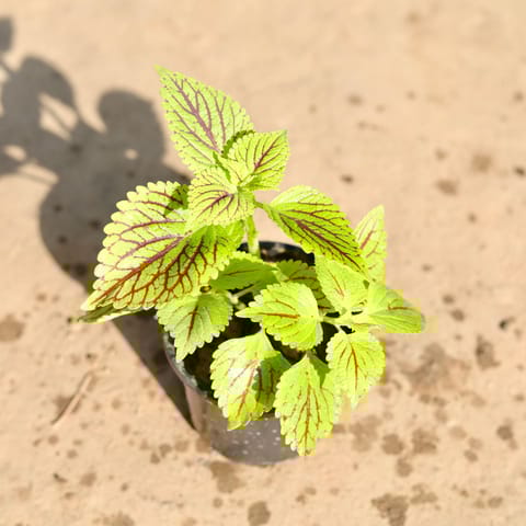 Coleus (any colour & design) in 6 Inch Nursery Pot
