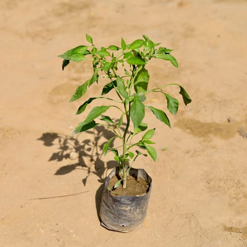 Mirchi / Chilli Plant in 5 Inch Nursery Bag