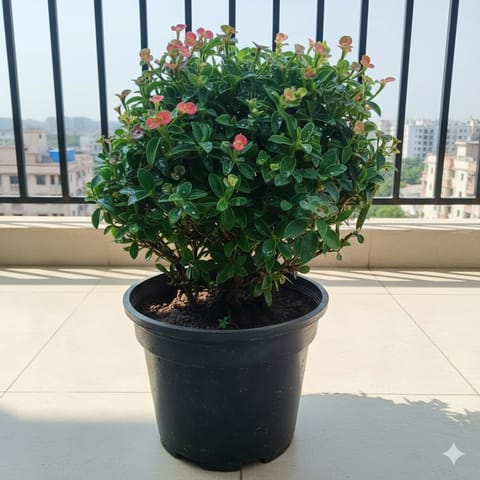 Euphorbia Mili (Any Colour) in 6 Inch Nursery Pot