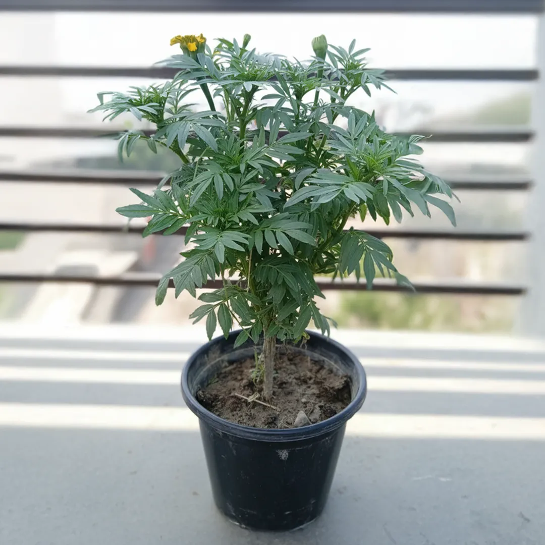 Marigold / Genda (Any Colour) in 8 Inch Nursery Pot