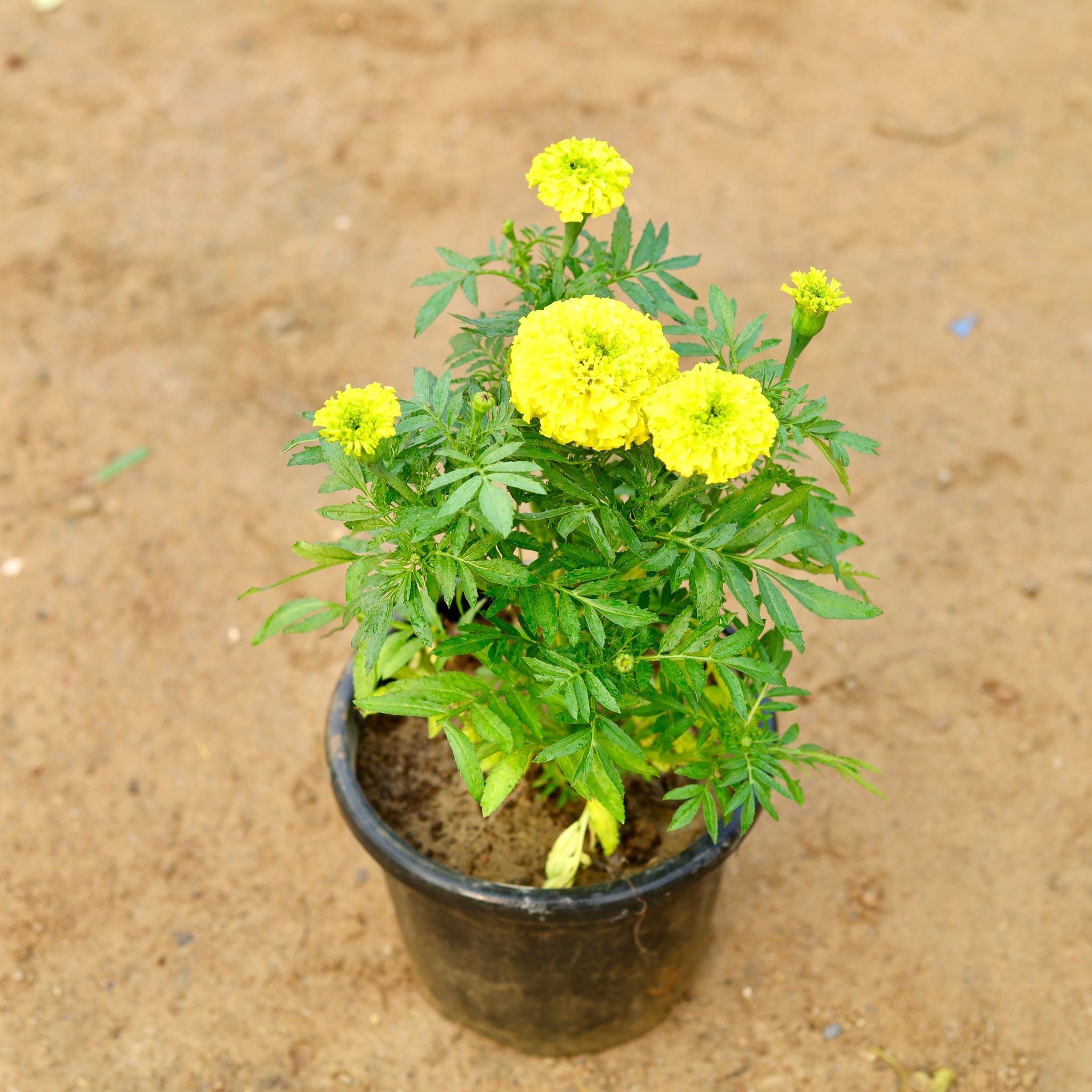 Marigold / Genda (Any Colour) in 8 Inch Nursery Pot