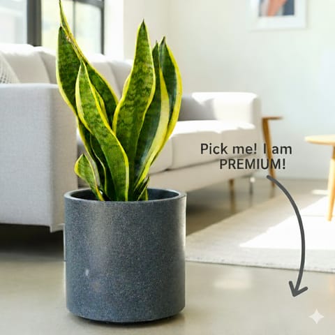 Snake Variegated in 10 Inch Gray Classy Plain Cylindrical Fiberglass Pot
