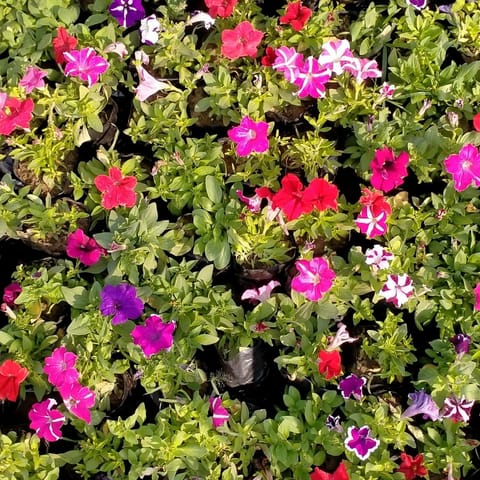 Set of 3 -  Petunia (Any color) in 4 inch Nursery Bag