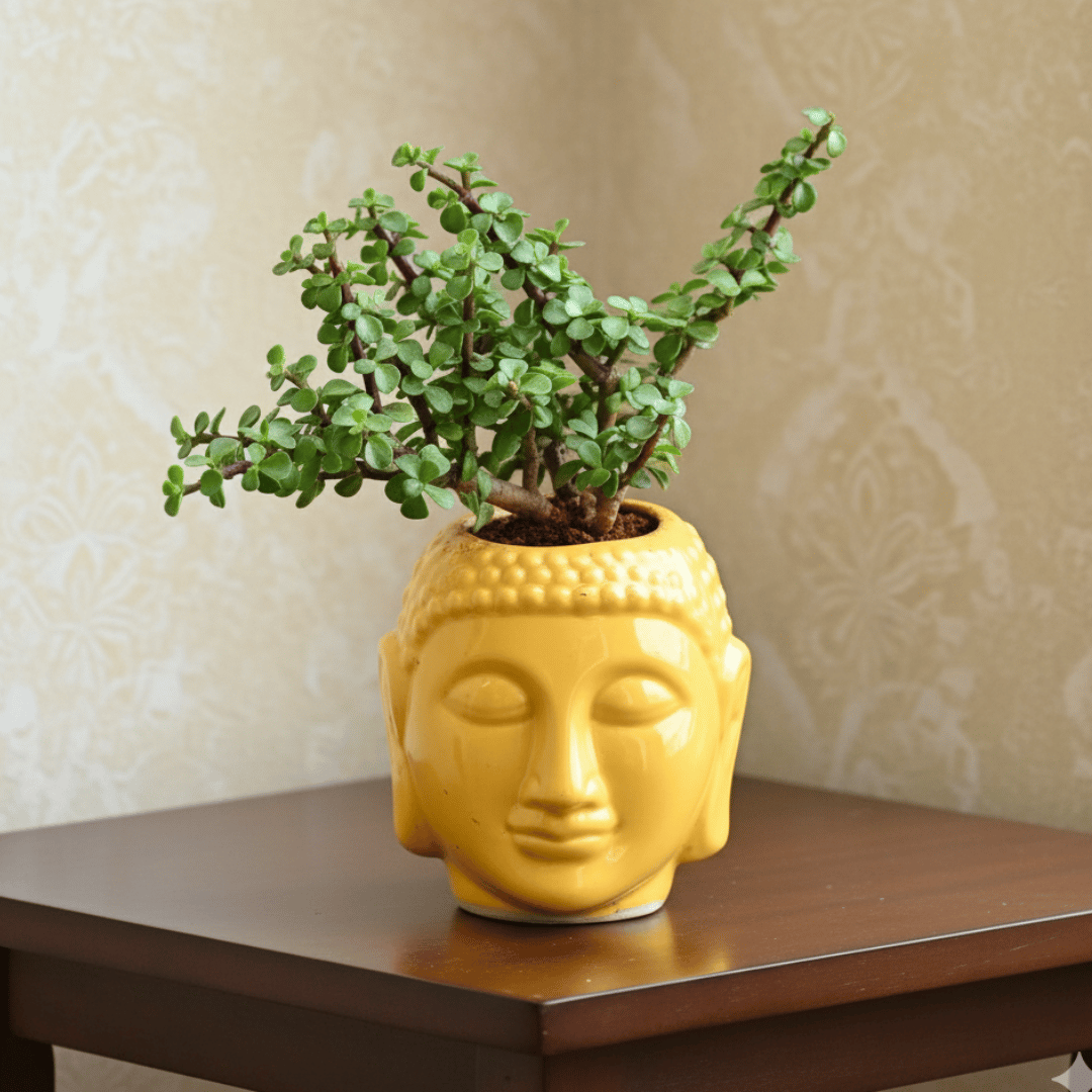 Jade in 5 Inch Buddha Designer Ceramic Pot (any colour)