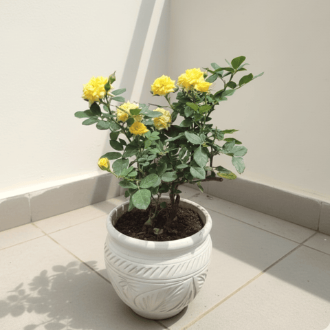 Rose Yellow in 8 Inch Classy White Matki Ceramic Pot