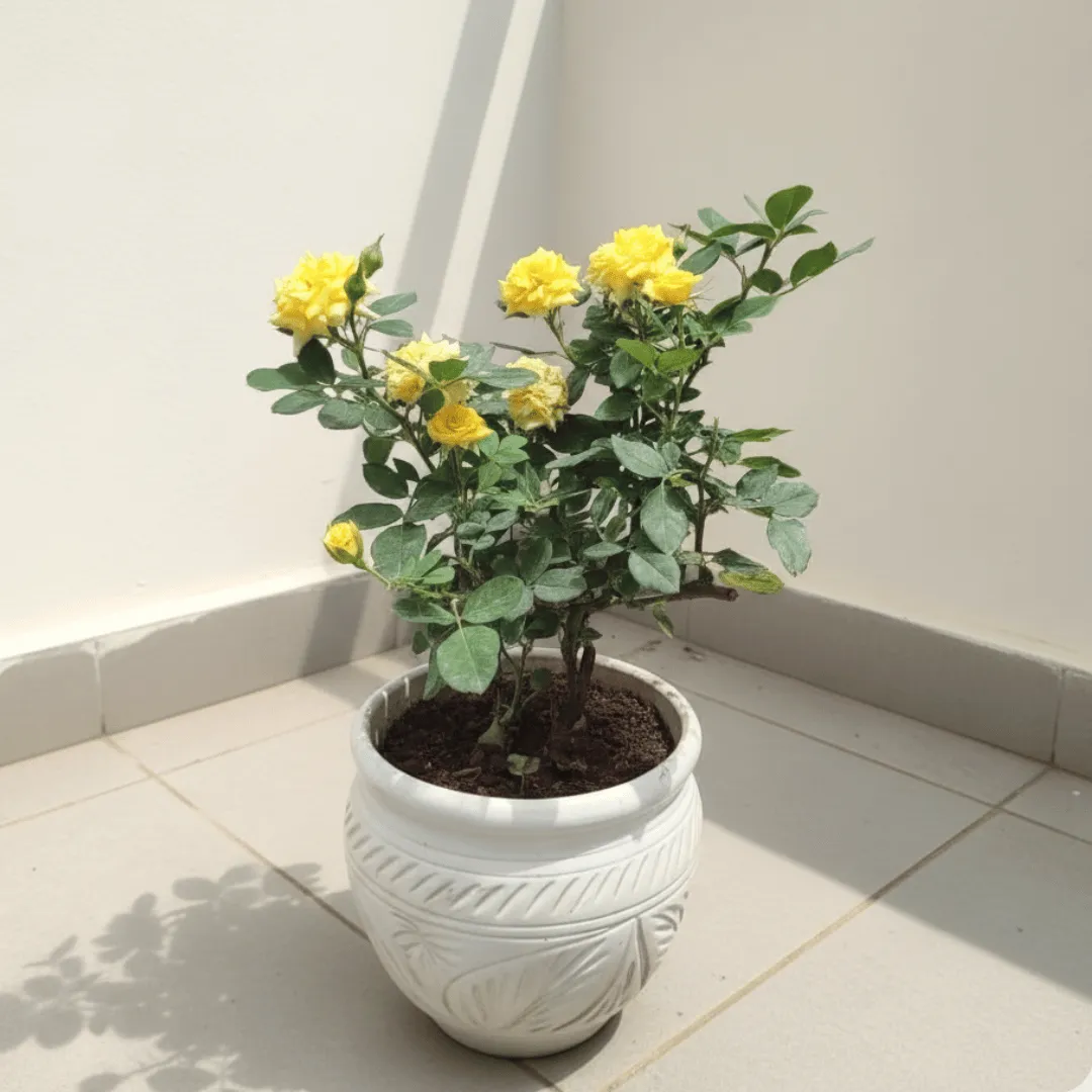 Rose Yellow in 8 Inch Classy White Matki Ceramic Pot