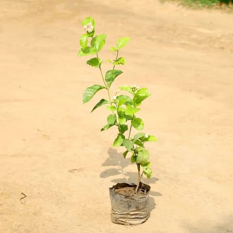 Mogra / Motia Jasmine in 4 Inch Nursery Bag